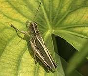Grasshoppers